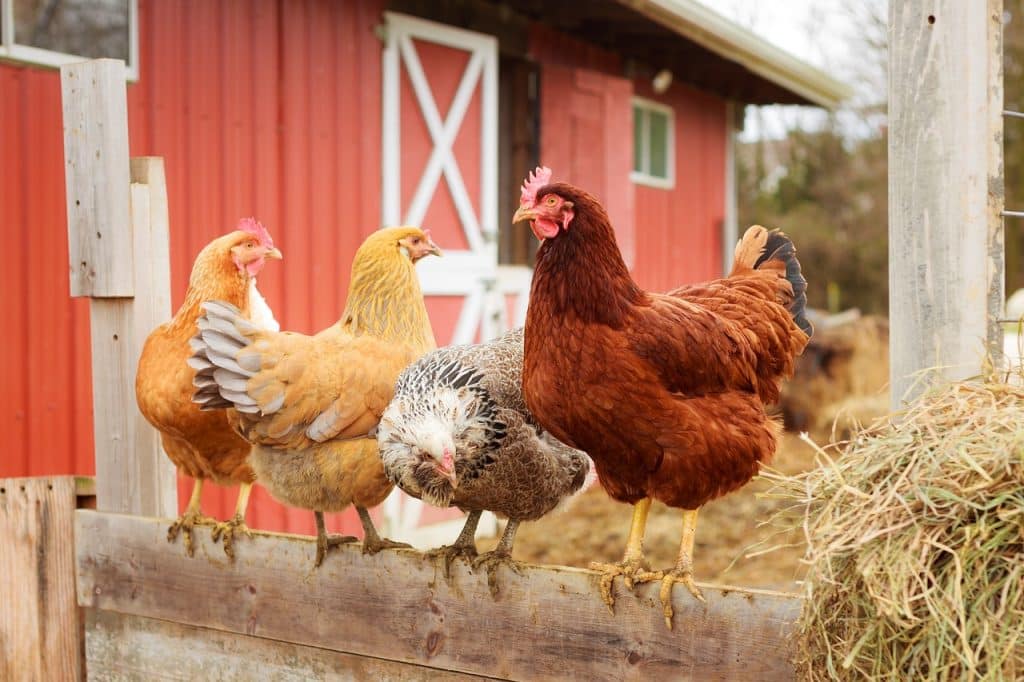farm, chickens, livestock