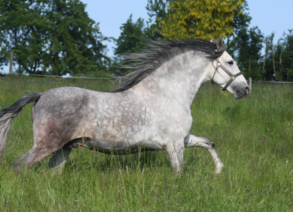 pre stallion, gray mold, apple mold