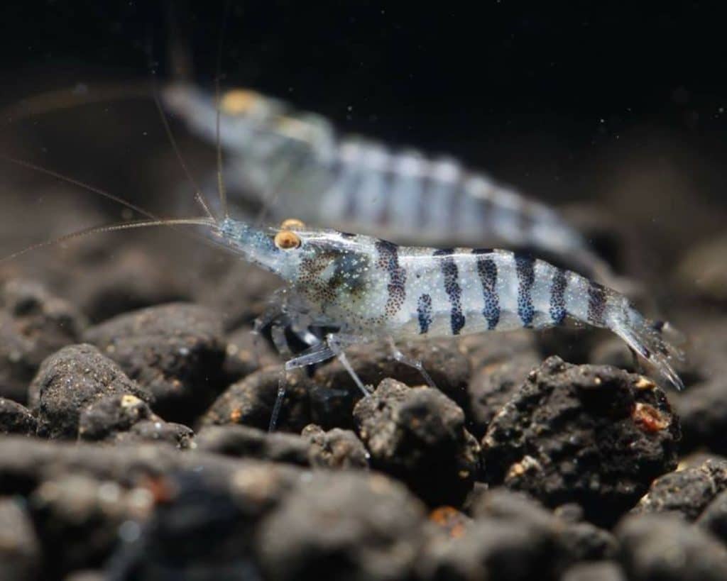 a close up of a small insect on a rock
