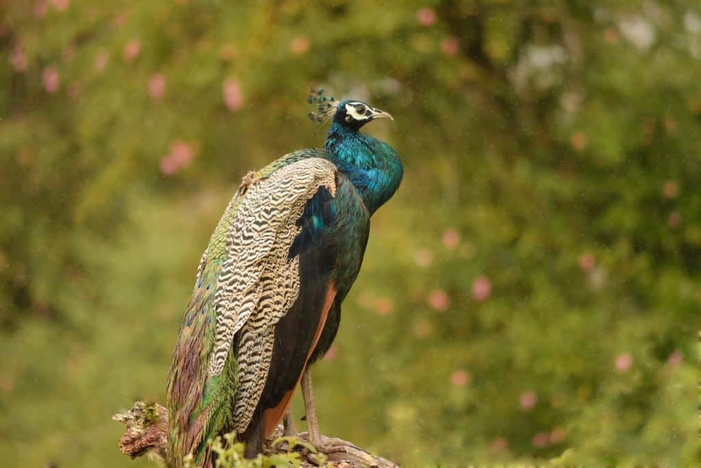 blue and multicolored peacock