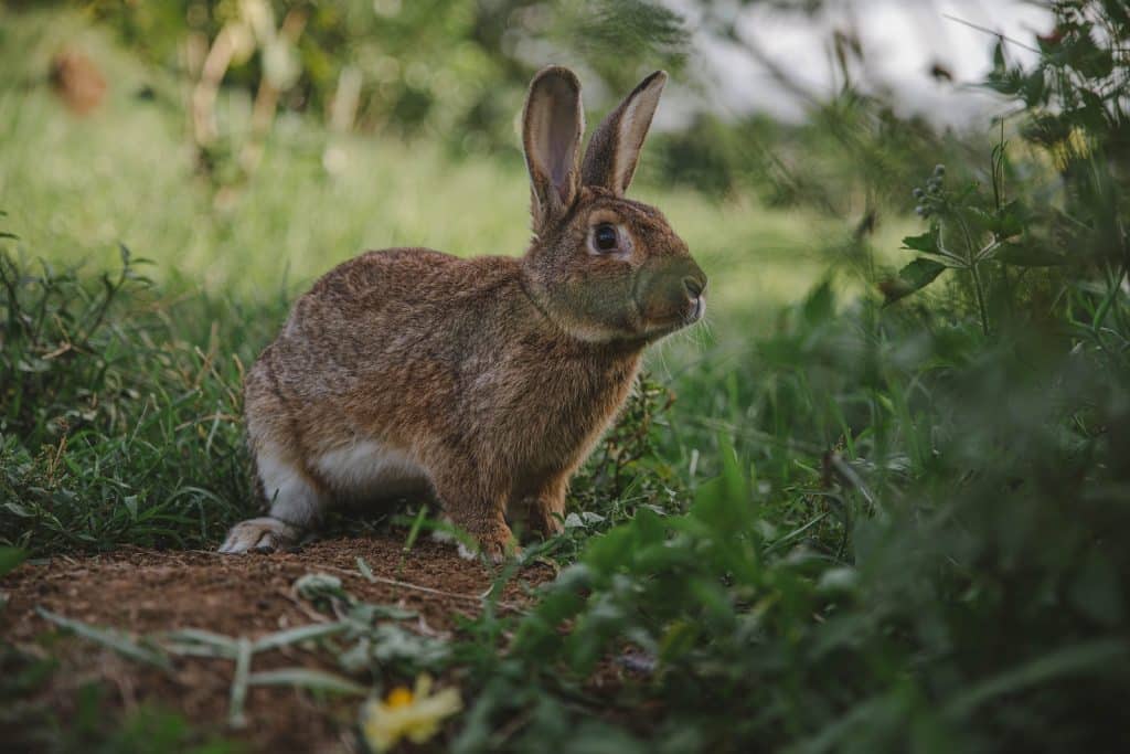 A Close-Up Shot of a Brown Rabbit