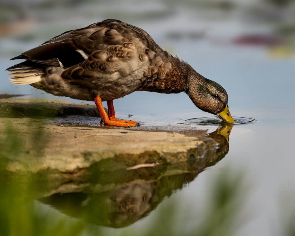 Waterfowl bird with ornamental brown plumage drinking water while standing on dry coast on blurred background