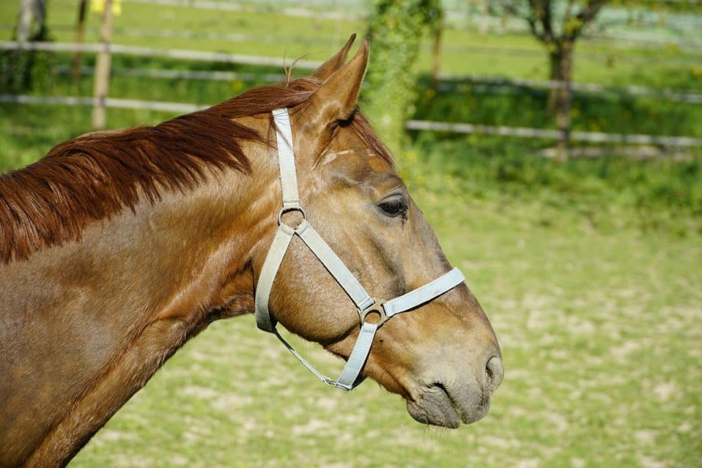 chestnut, horse, animal