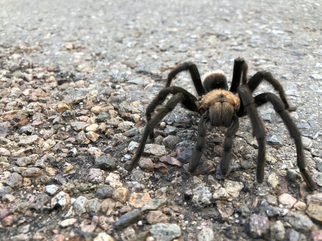 a large brown spider sitting on top of a gravel road