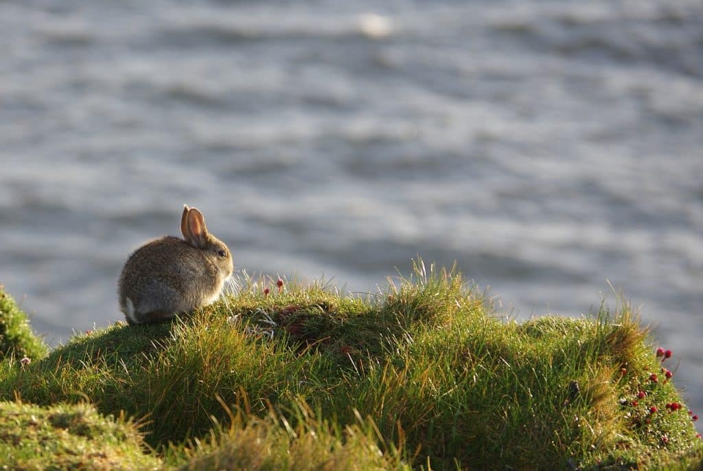 rabbit, grass, cliff