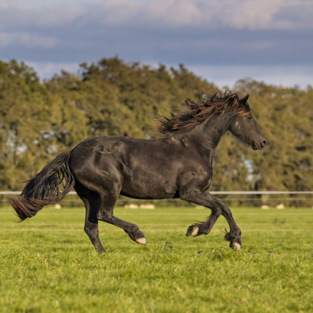 horse, friesian horse, gallop