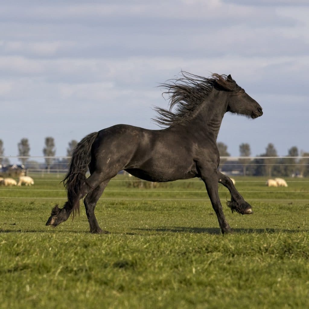 horse, friesian horse, gallop