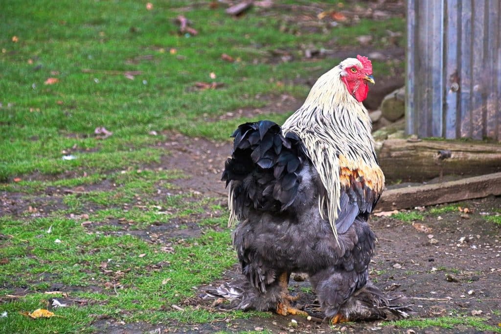 chiken, brahma chicken, bird