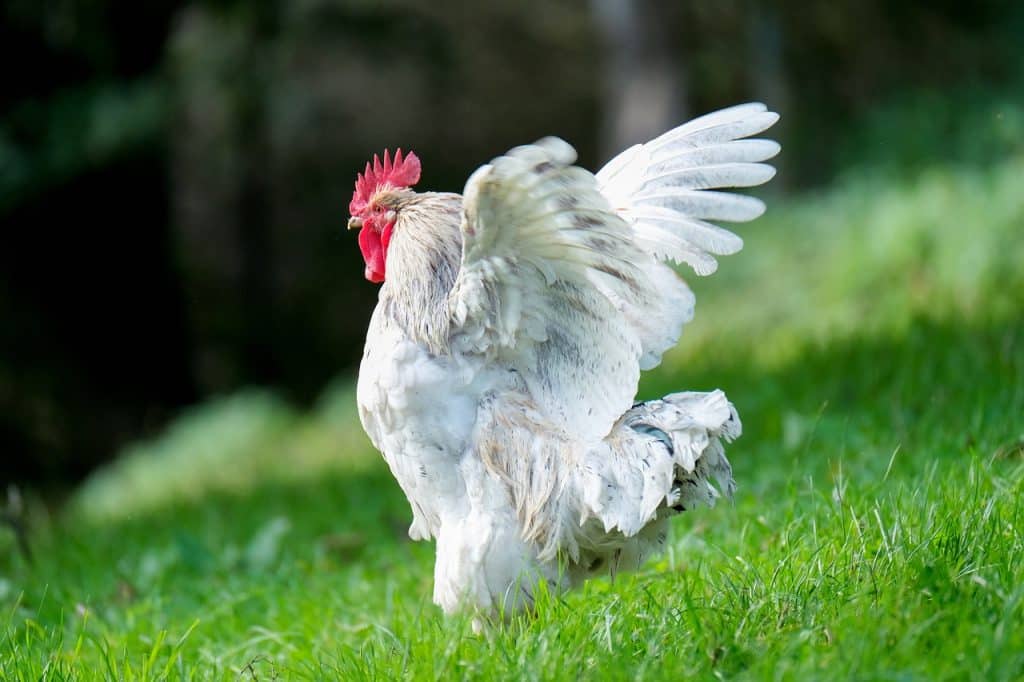 rooster, chicken, wings