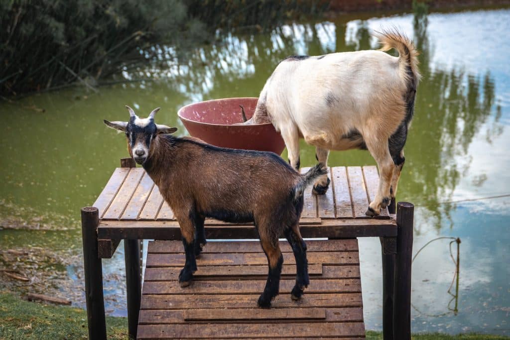 American Pygmy Goats on a Wooden Platform