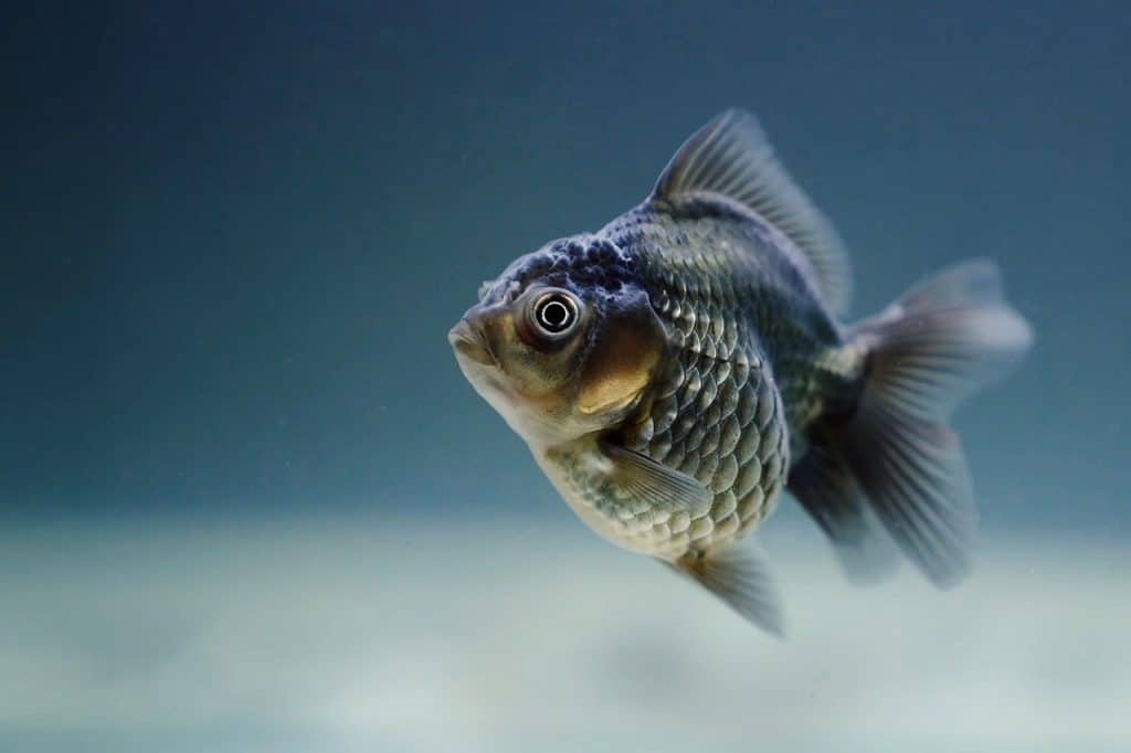 fish, carassius, veiltail