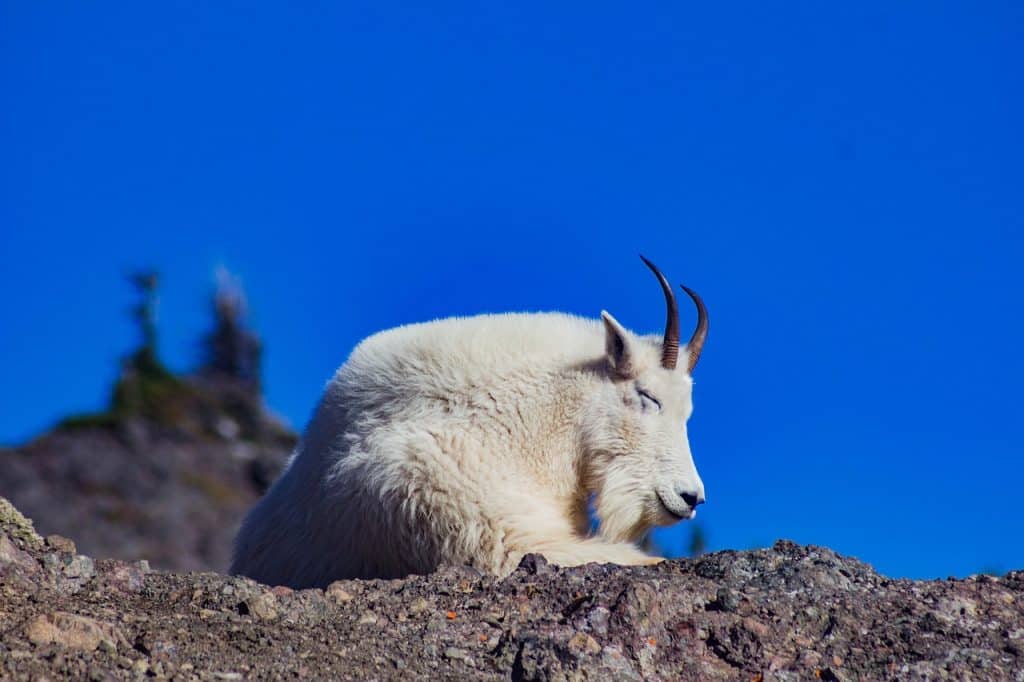 goat, resting, horns