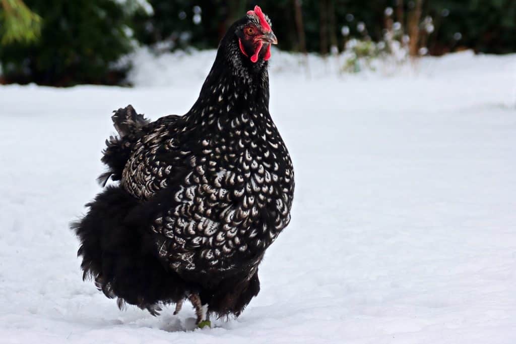 orpington, chicken, snow