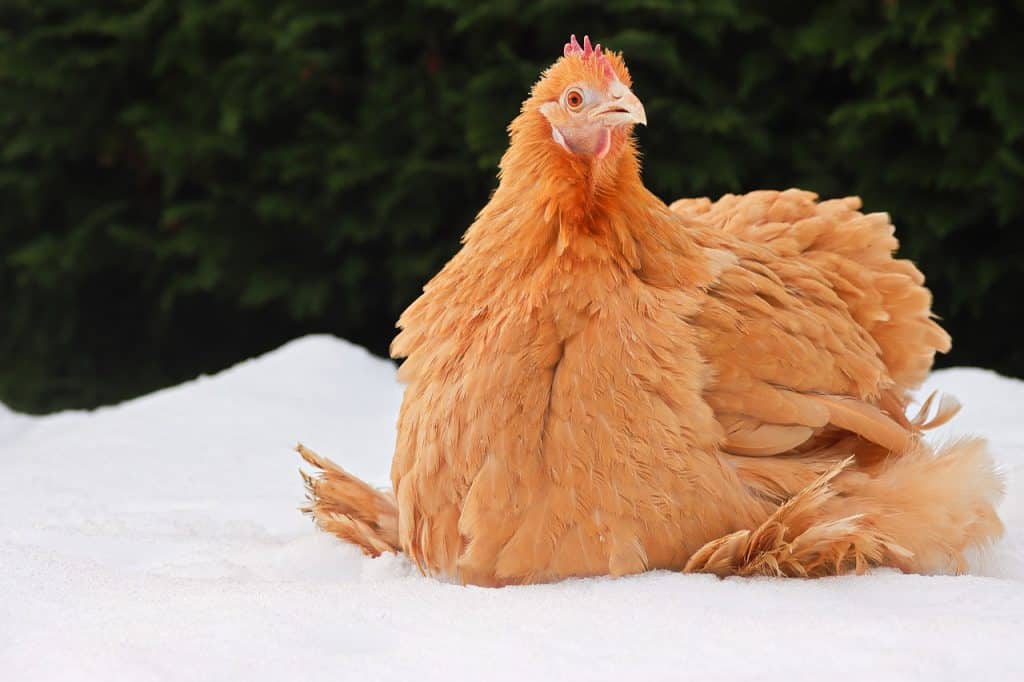 cochin, chicken, snow