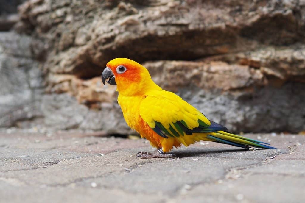 sun conure, bird, zoo