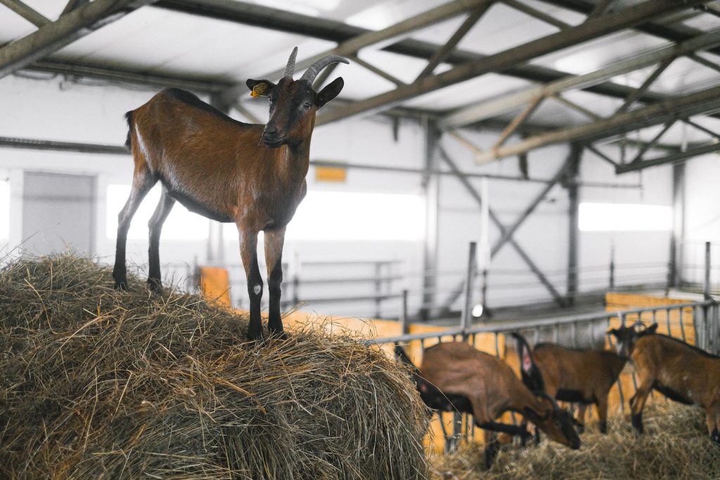 Farm Animals Standing on Haystack