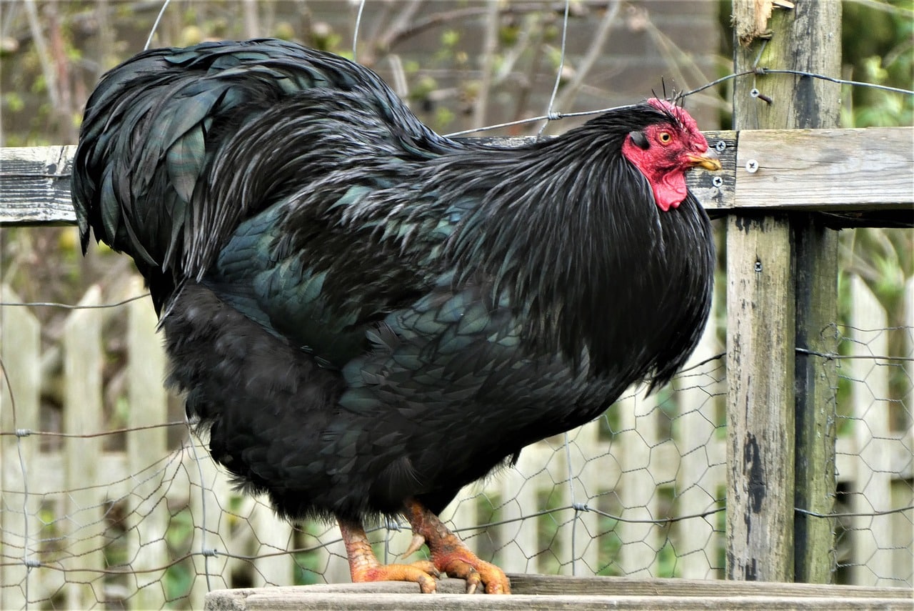Australorp Chicken: Care, Facts, and Lifespan - Pet Breeezy