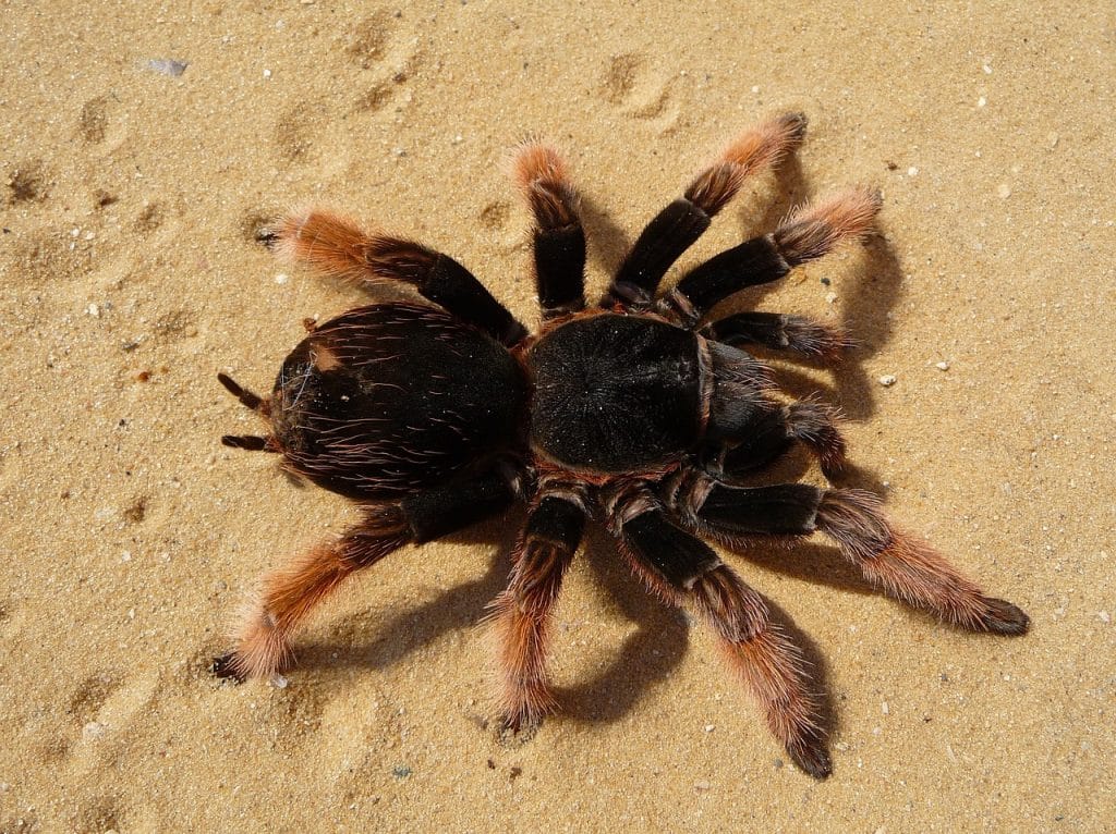 tarantula, brachypelma klaasi, brachypelma