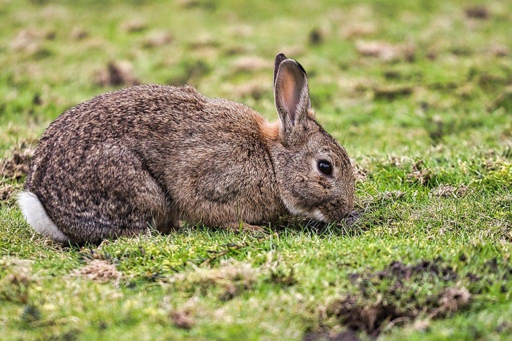 cottontail rabbit, rabbit, animal