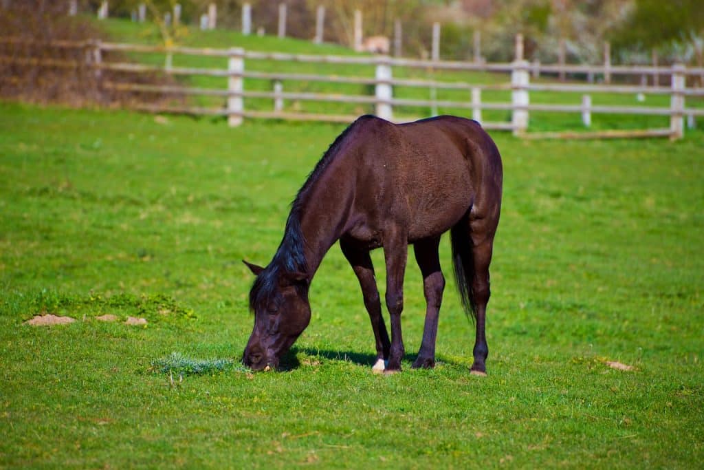 horse, animal, mammal