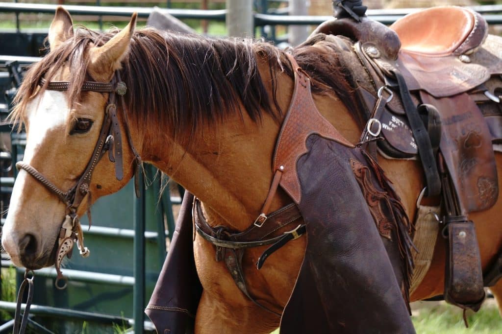 horse, quarter horse, stock horse