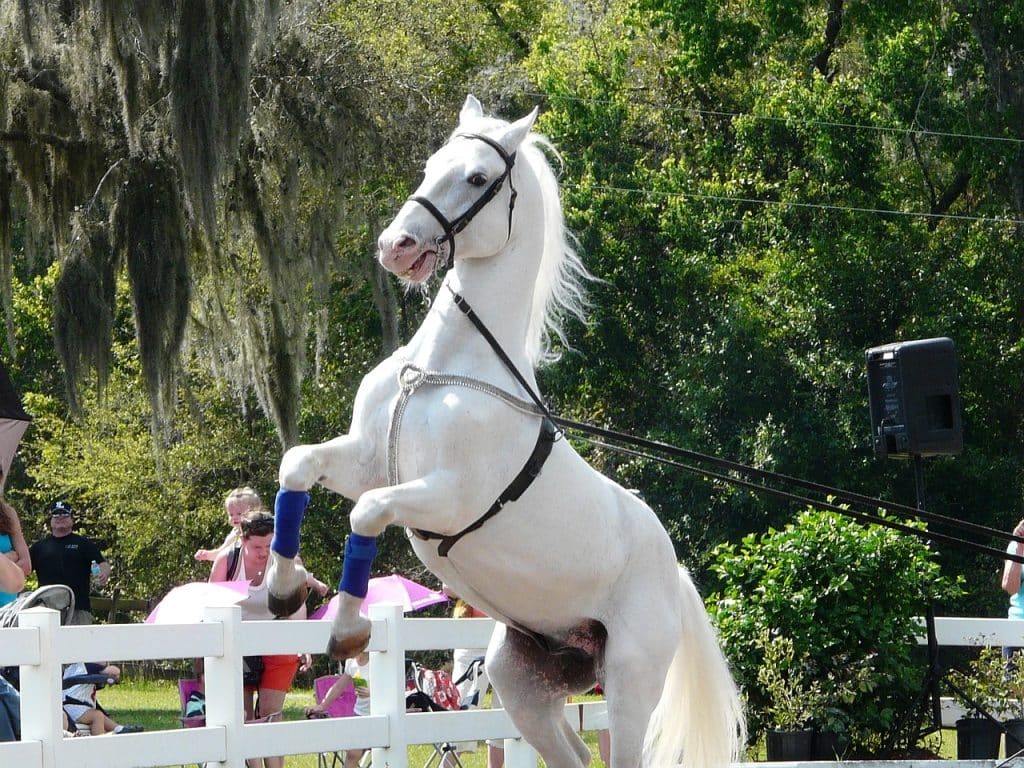 horse, lipizzanner stallion, white horse