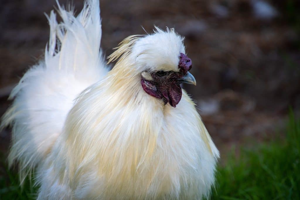 bird, silkie, ornithology