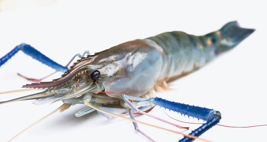 seafood, shrimp, shellfish
