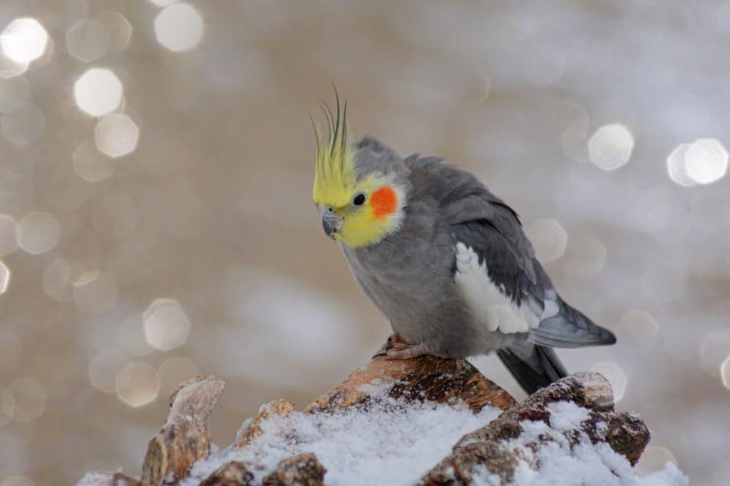 nymph bird, cockatiel, winter