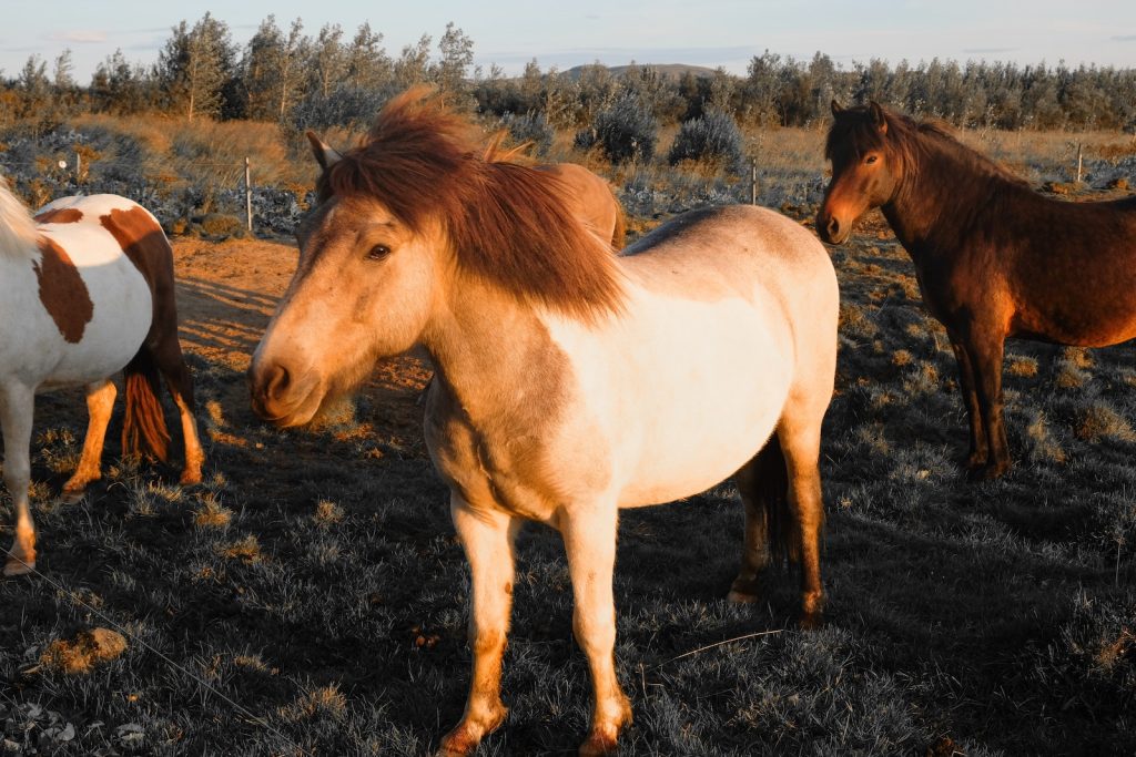 Mules on Pasture at Sunset Light