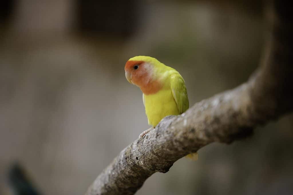 lovebird, bird, perched