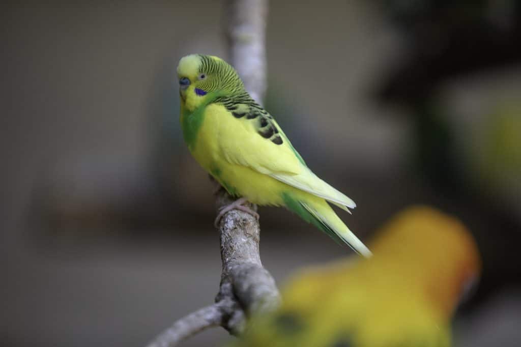 lovebird, bird, perched
