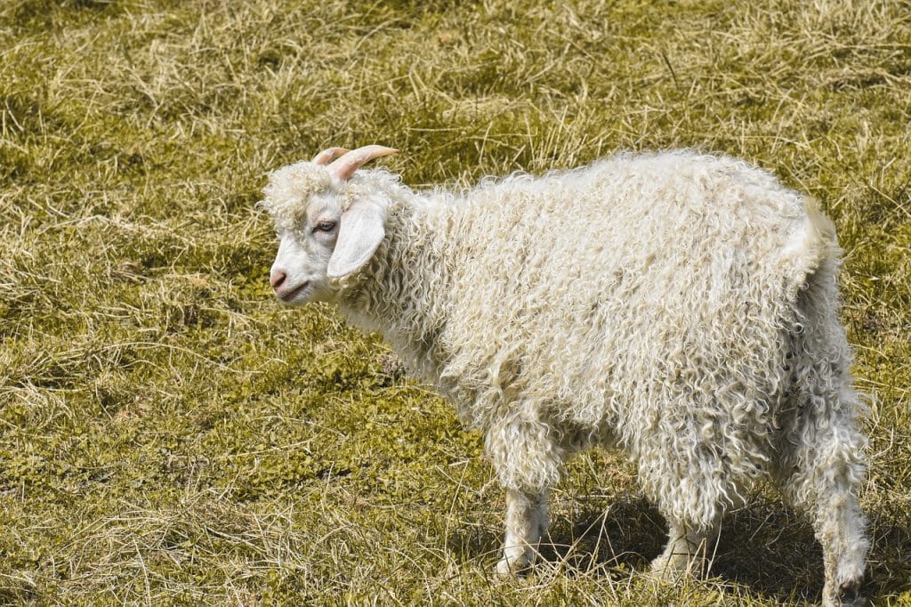 Cashmere Goat Quick Facts, Varieties, Lifespan, and Care Guide, Pet