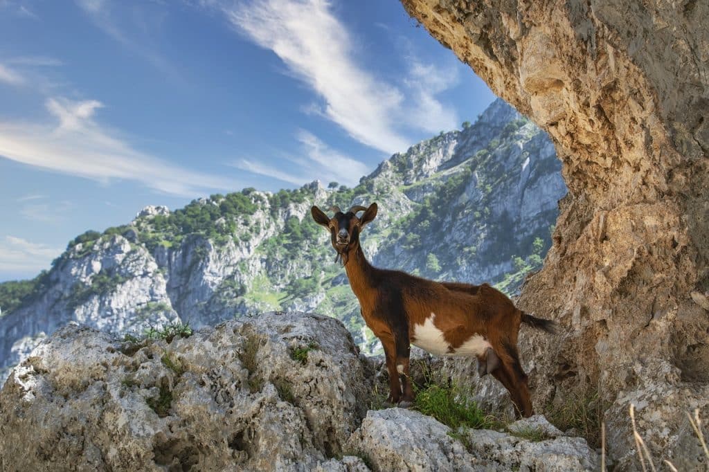 goat, mountain, wildlife