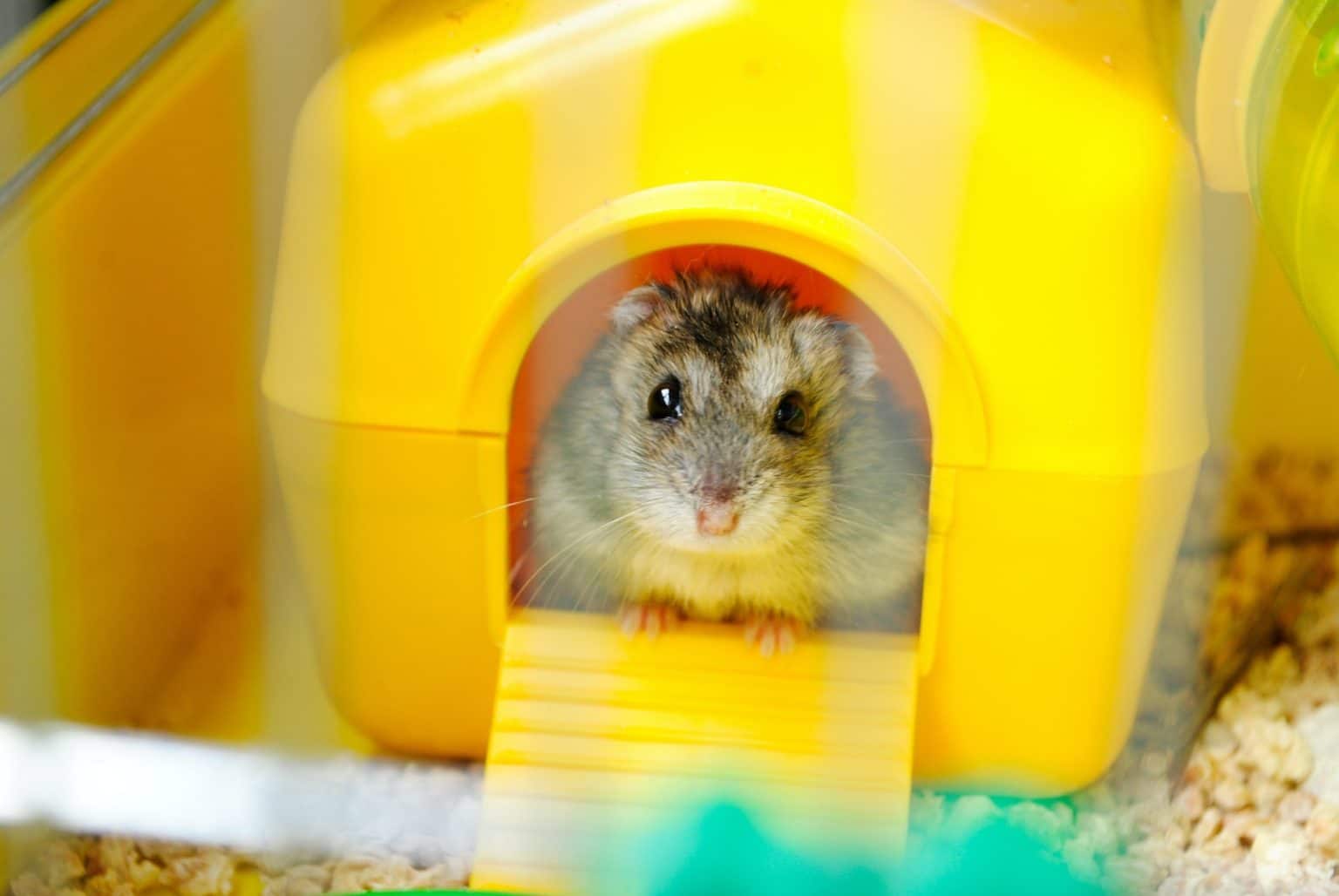 What do Hamsters Love to Play with? 10 Toys Hamsters Love Pet Breeezy