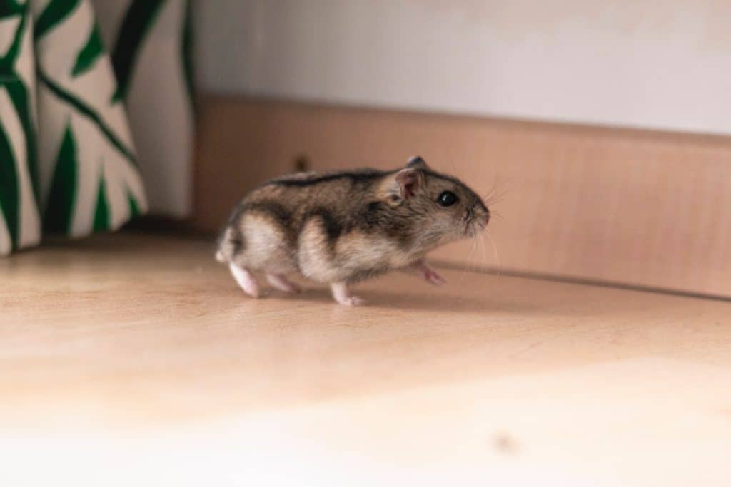 hamster on wooden surface