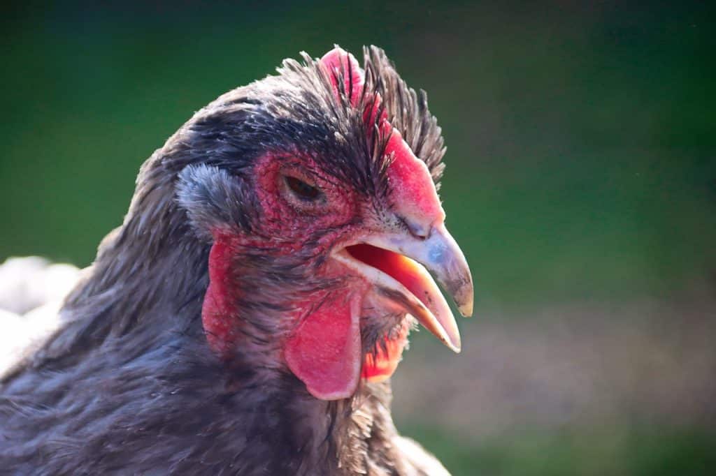 bird, orpington chicken, farm