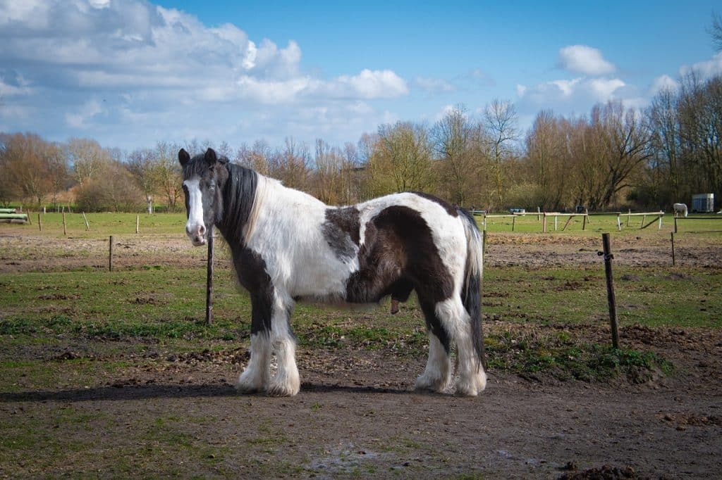 horse, farm horse, draft horse