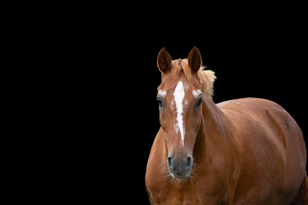 horse, animal, portrait