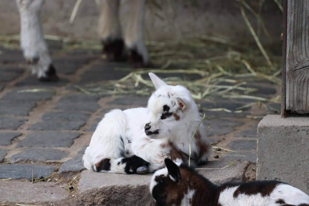 goat, american pygmy, livestock