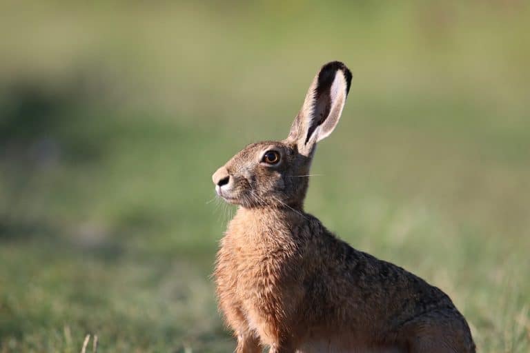 European Rabbit Hare European Hare: Quick Facts, Lifespan, Behavior, & Care - Pet Breeezy