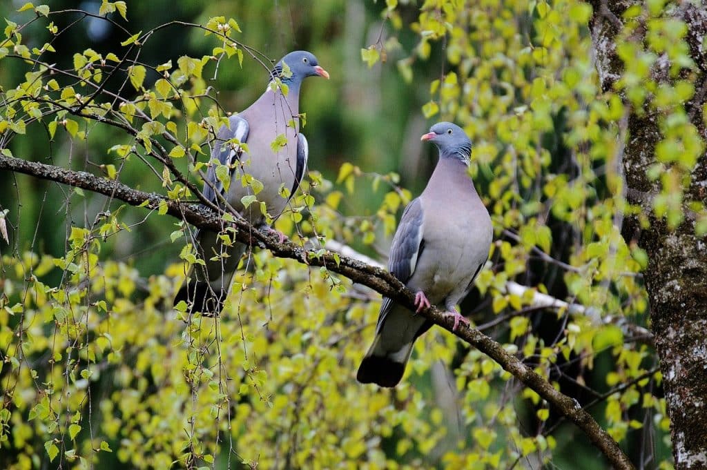 lovebirds, few, pair