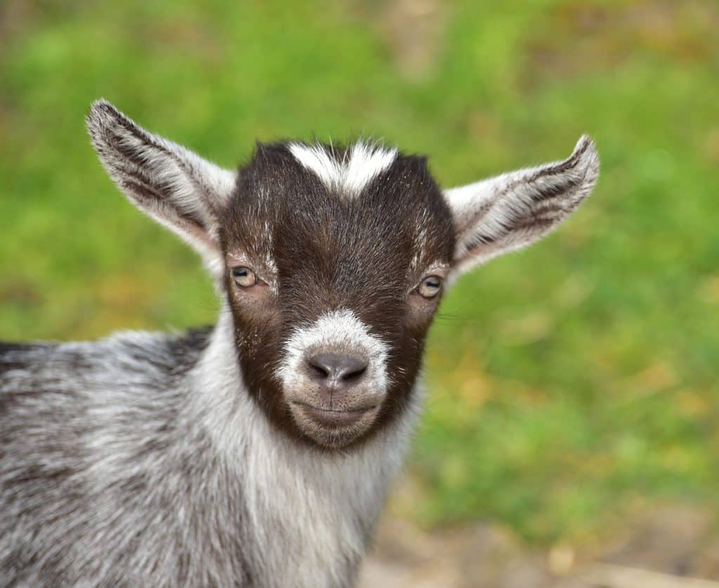 goat, pygmy goats, kid