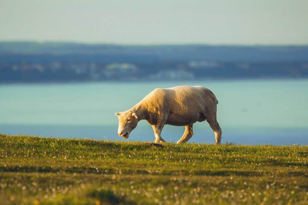 sheep, ocean, dorset