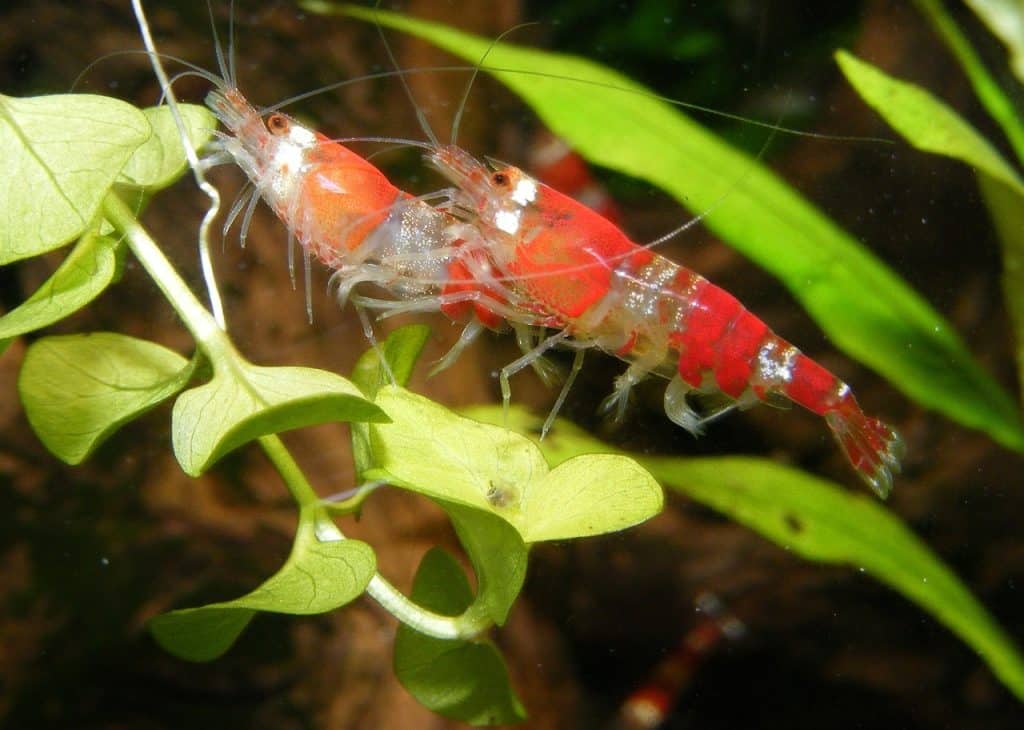shrimp, dwarf shrimp, red