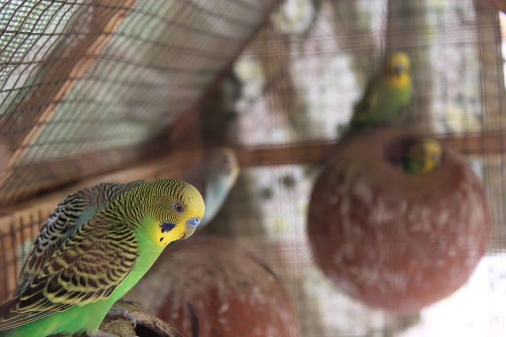 budgies, shell parakeet, lovebirds
