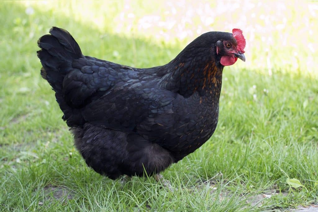 chicken, black, prejudices