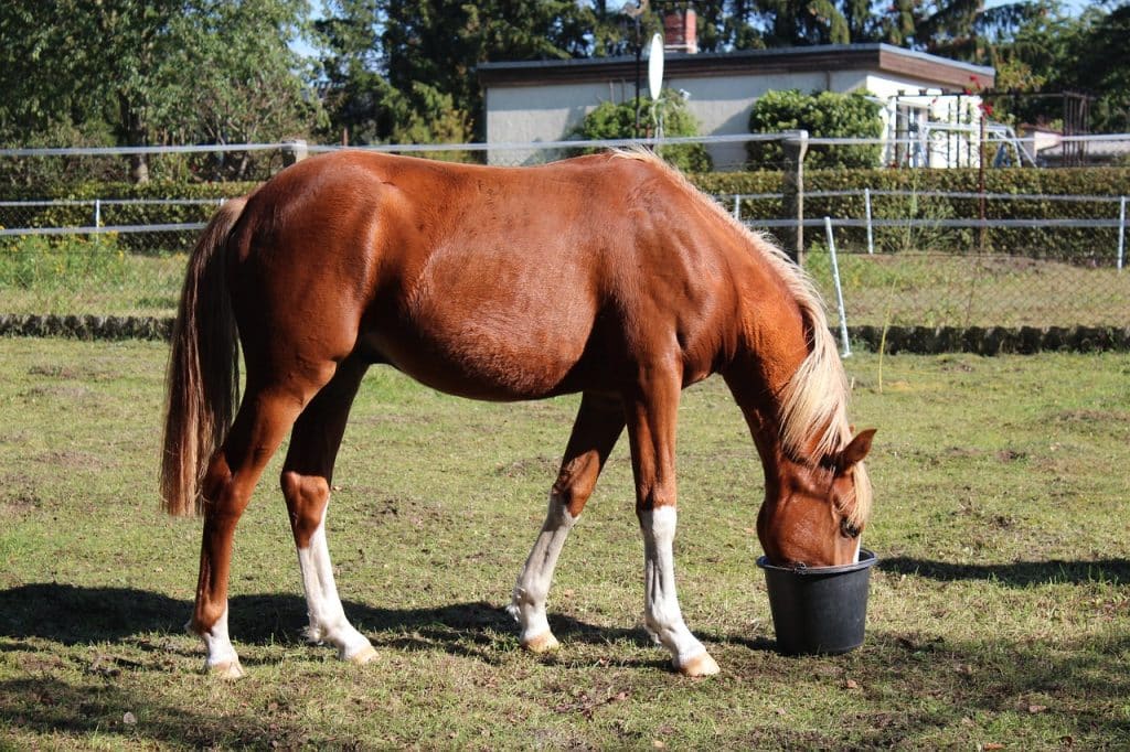 horse, german riding pony, ponny