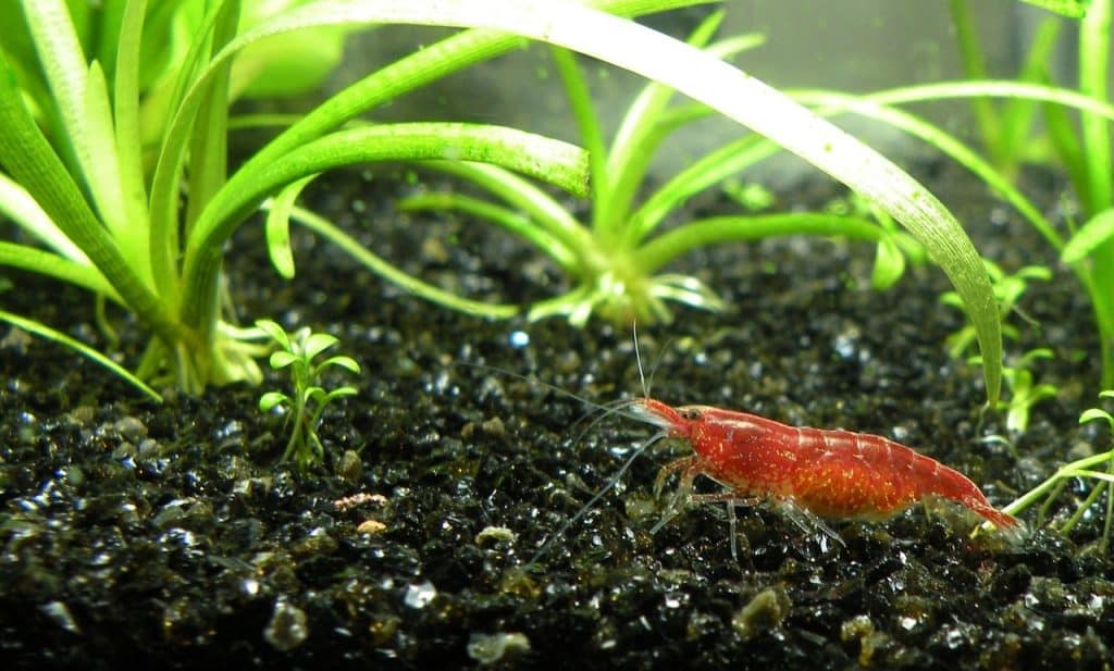 shrimp, cherry shrimp, aquarium