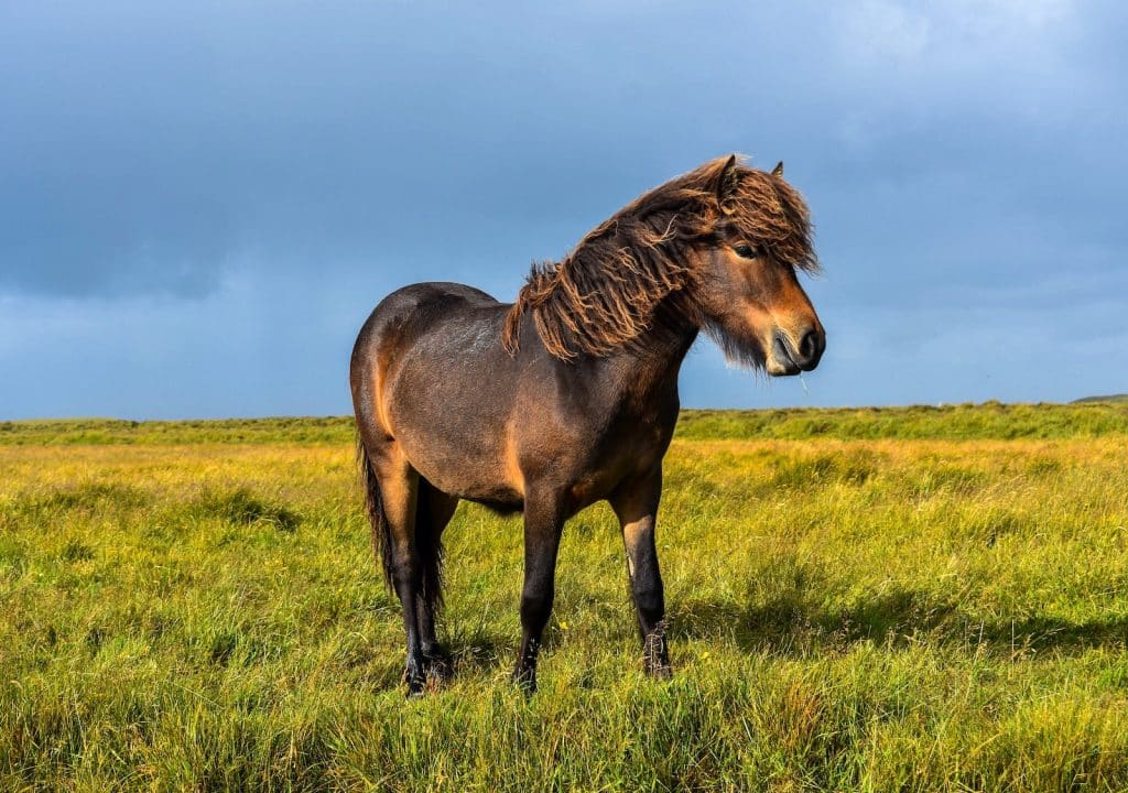 brown horse on green grass field during daytime